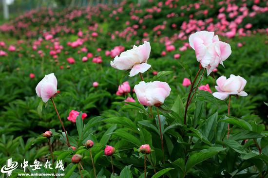 山南村1500亩芍药花竞相绽放,美不胜收