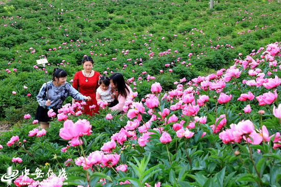 山南村1500亩芍药花竞相绽放,美不胜收