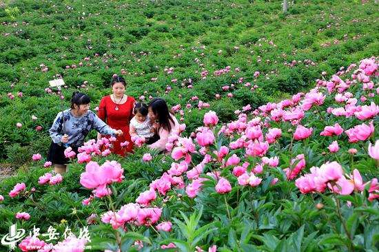 山南村1500亩芍药花竞相绽放，美不胜收