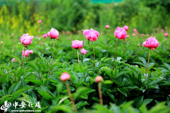山南村1500亩芍药花竞相绽放,美不胜收
