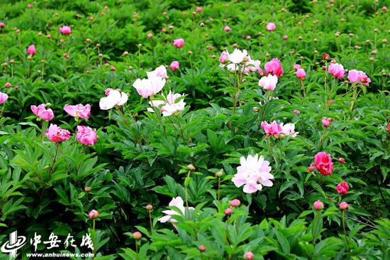 山南村1500亩芍药花竞相绽放,美不胜收