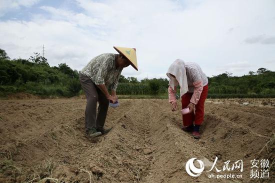 洪水退去，农场里忙着补种玉米。陶涛 摄