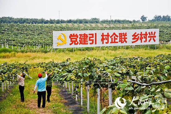 村企共建的生态农业种植园里，村民们正在修剪果树。周坤摄