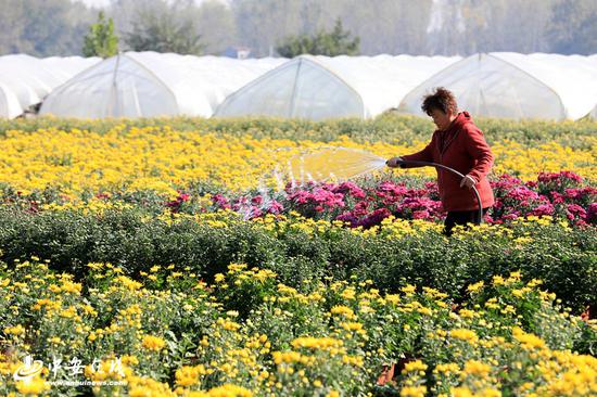 金秋时节，濉溪县四铺镇新庄村花卉基地满眼都是黄的、紫的、白的等各种颜色的菊花