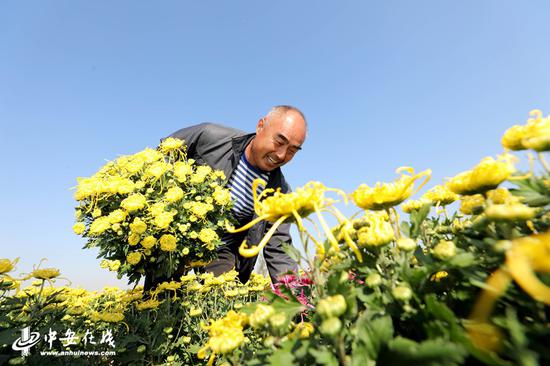 金秋时节，濉溪县四铺镇新庄村花卉基地满眼都是黄的、紫的、白的等各种颜色的菊花