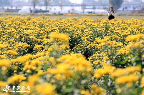 金秋时节，濉溪县四铺镇新庄村花卉基地满眼都是黄的、紫的、白的等各种颜色的菊花