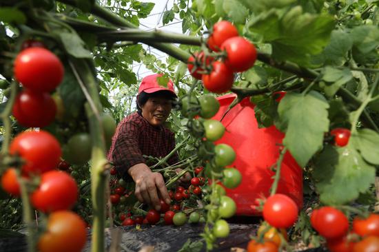 工人正在管理、采摘番茄。