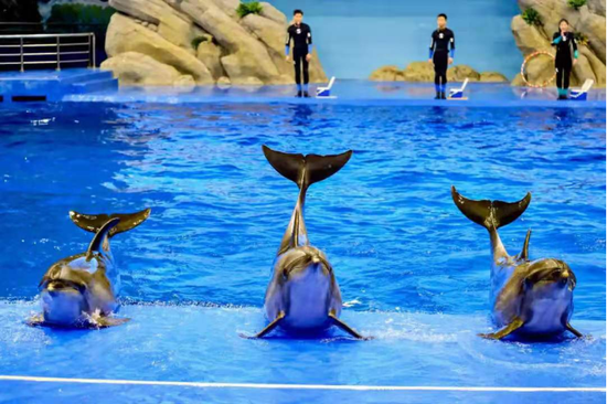 颍州区阜阳尧泰汉海海洋公园海豚表演 (图源:阜阳尧泰汉海海洋公园微信公众号)