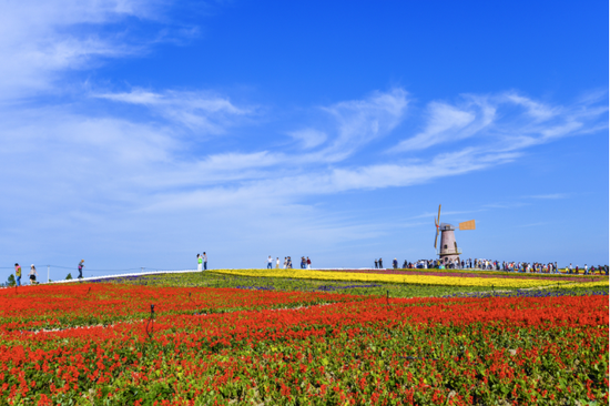 包河区牛角大圩 四季花海 (图源:安徽省文化和旅游厅)