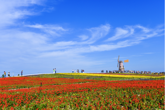 包河区牛角大圩 四季花海 （图源：安徽省文化和旅游厅）