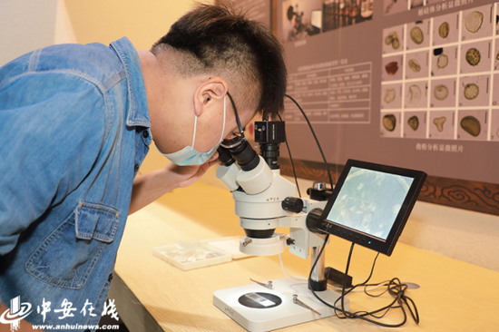 记者用显微镜观察凌家滩出土的古代生物体标本