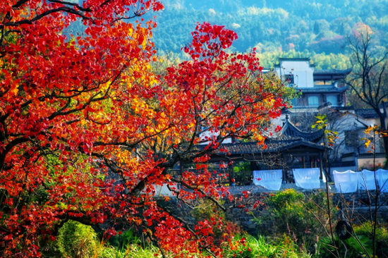  黟县塔川一角（图源：黟县文化旅游体育局）