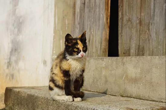 看查济小动物的江湖故事 方知日长似岁