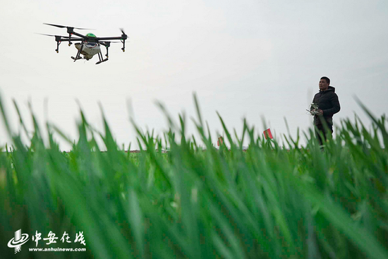 五河县禾苗植保农民专业合作社的社员们正在田间进行小麦赤霉病防治。