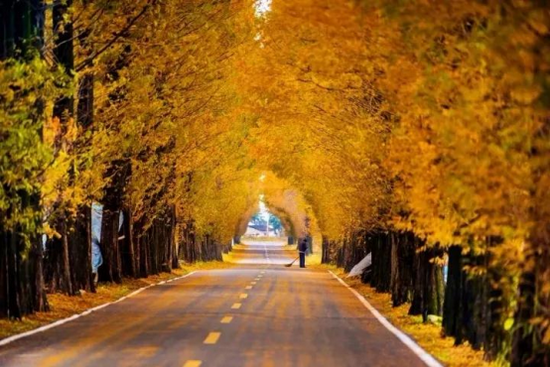 黄山218(图源:摄影师边冠峰)