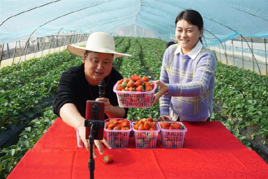 图为迎江区长风乡草莓种植户正在通过直播平台销售新鲜草莓