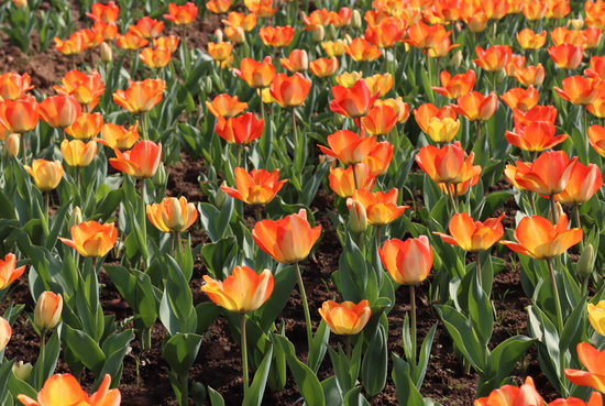 春游江淮请您来 想表白就带她来西湖湿地看这些花