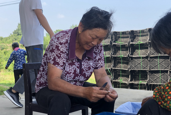在鲜桃分拣区的旁边，63岁的何老太正在忙着挑拣桃胶。