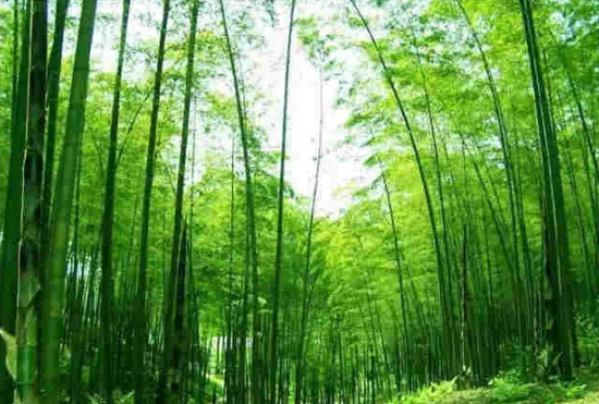 春游江淮请您来 淮北烈山将有一处竹林