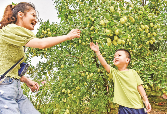   9月1日上午，游客们在明光市三界镇朝荣家庭农场的枣园里采摘脆枣。