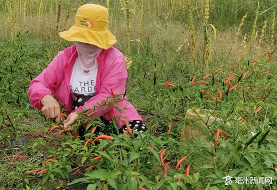 一位村民正在采摘辣椒