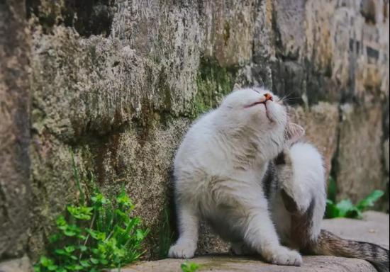 看查济小动物的江湖故事 方知日长似岁