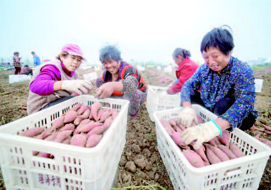 位于颍东区新乌江镇的安徽1593农业公司红薯种植基地，工人们在收获红薯。 记者 庞诚 摄