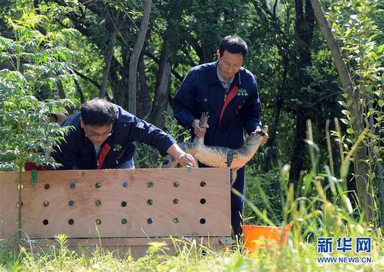 5月20日，工作人员准备放归扬子鳄。新华社记者 韩晓雨 摄