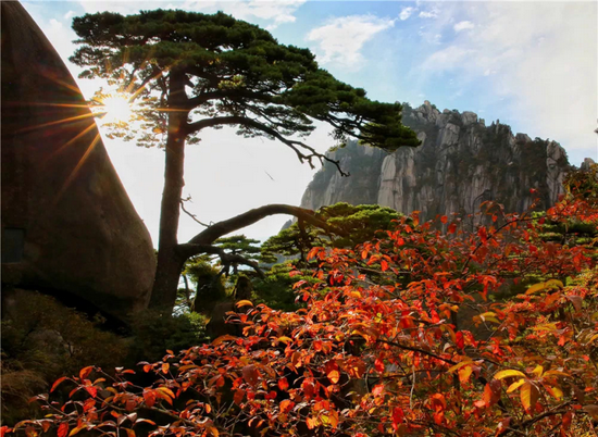 黄山风景区迎客松 (图源:安徽省文化和旅游厅)