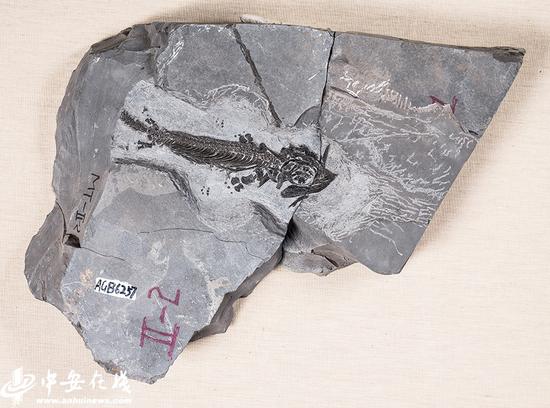 安徽省地质博物馆馆藏柔腕短吻龙化石，柔腕短吻龙体长仅约40cm，是目前最小的鱼龙型爬行动物