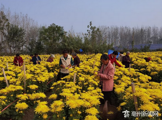  村民正在采摘菊花