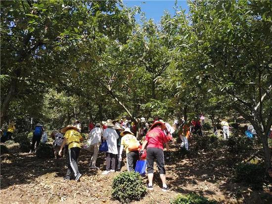 品长寿之乡板栗 览养心金寨山水 金寨举办第三届板栗采摘节