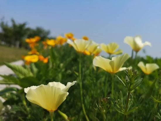 春游江淮请您来 想表白就带她来西湖湿地看这些花