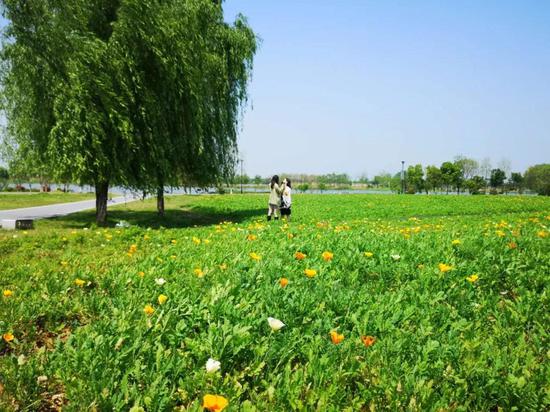 春游江淮请您来 想表白就带她来西湖湿地看这些花