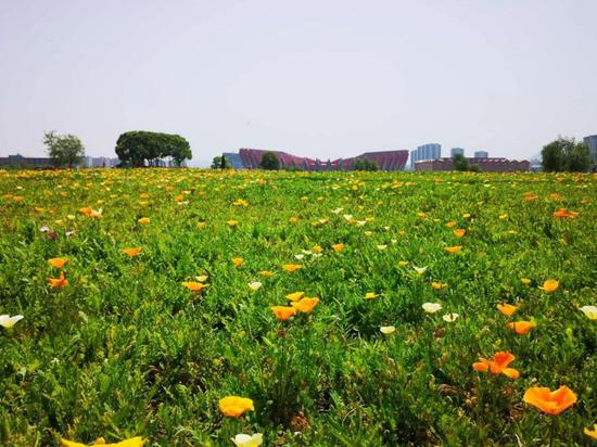 春游江淮请您来 想表白就带她来西湖湿地看这些花