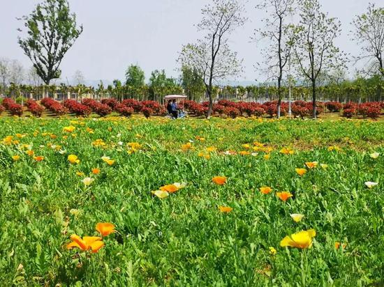 春游江淮请您来 想表白就带她来西湖湿地看这些花