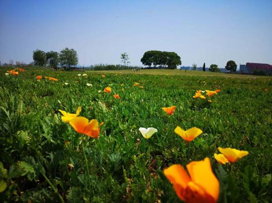 春游江淮请您来 想表白就带她来西湖湿地看这些花