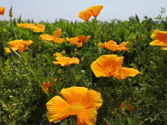 春游江淮请您来 想表白就带她来西湖湿地看这些花