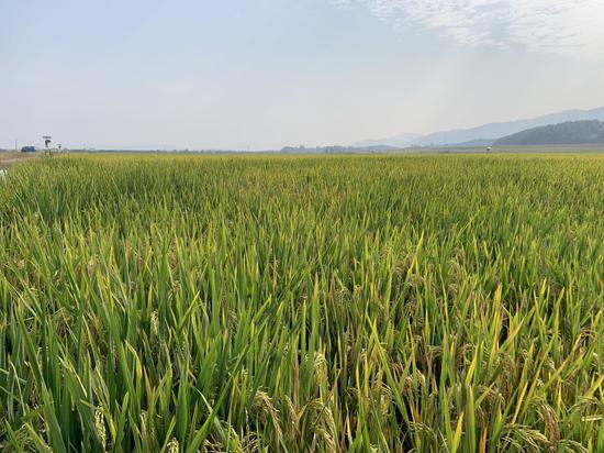 罗岭社区的万亩小红稻垂下饱满的稻穗