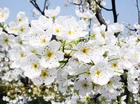 (图源:马鞍山市文化和旅游局)