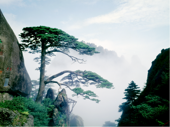 黄山风景区迎客松 (图源:摄影师张永富)