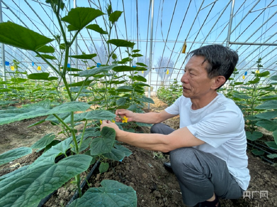 在耕龙蔬菜种植专业合作社，技术专家查看黄瓜长势（央广网记者 徐秋韵摄）