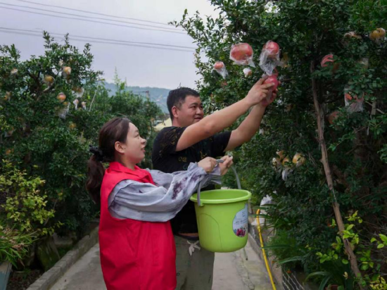 志愿者和种植户一起抢收石榴