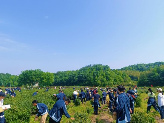 霍山凡冲茶海研学营地