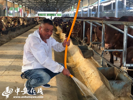 段德峰和他饲养的八百头牛