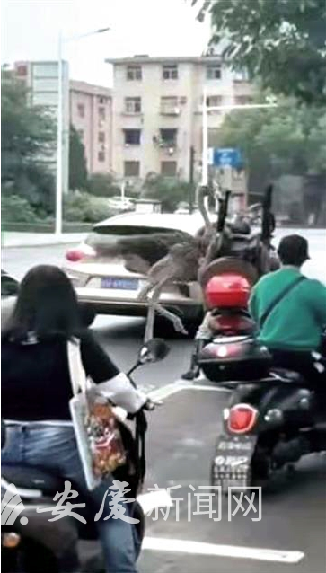 图片来自视频截图