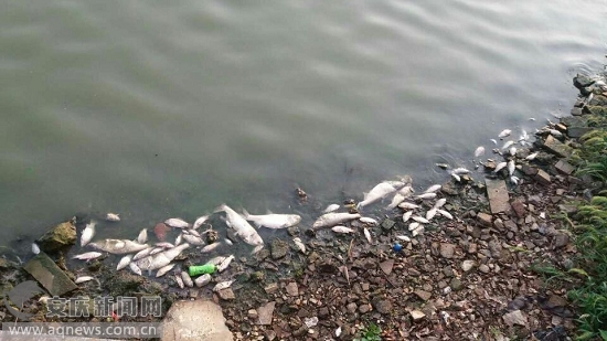 安庆皖江公园湖岸边漂浮死鱼 市民质疑水质受