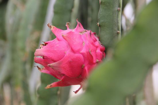 三十岗乡:大水缸边的生态农业福地