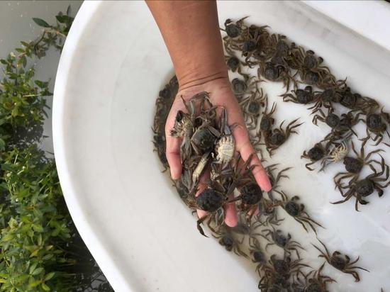 皖马鞍山农民卖蟹苗挣了1个亿 交易总量达200吨_新浪安徽_新浪网