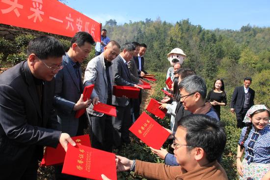 2016徽六瓜片春茶头采 六安瓜片头采大使为瓜